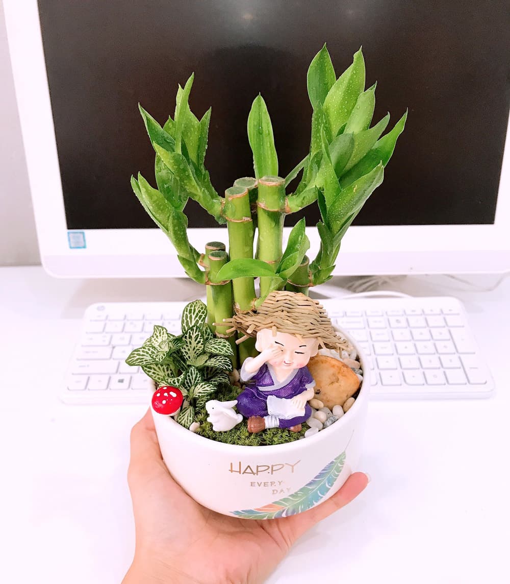 Cây trúc phú quý để bàn đẹp - Vườn cây xinh