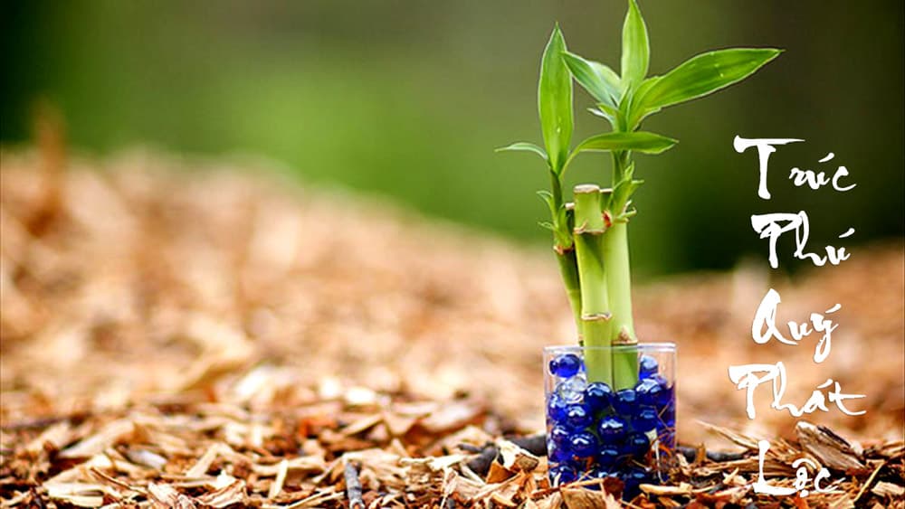 Cây trúc phú quý để bàn đẹp - Vườn cây xinh