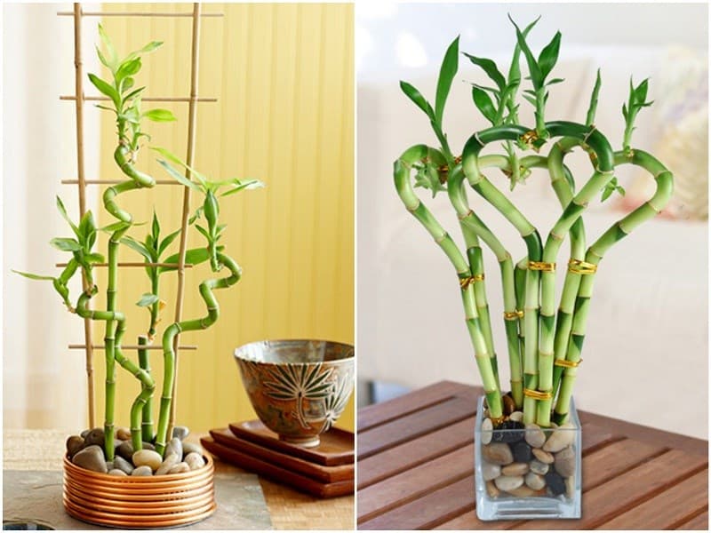 Cây trúc phú quý để bàn đẹp - Vườn cây xinh