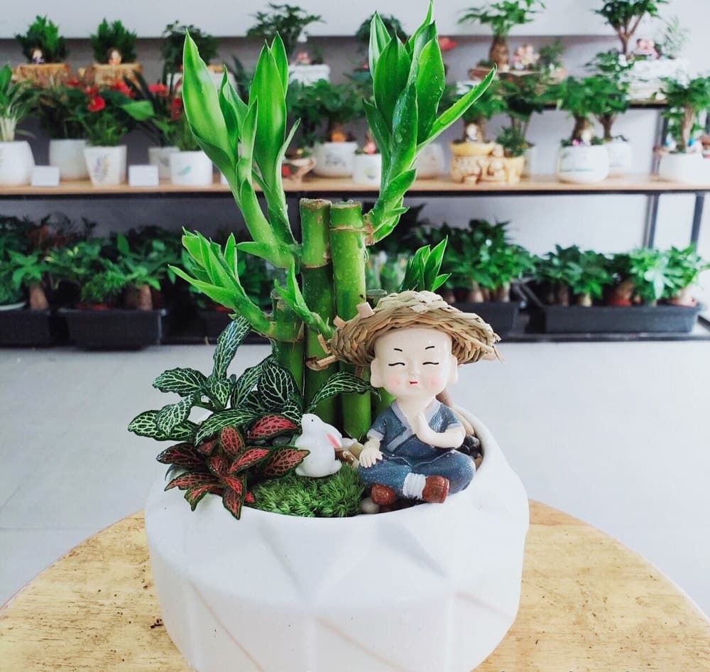 Cây trúc phú quý để bàn đẹp - Vườn cây xinh