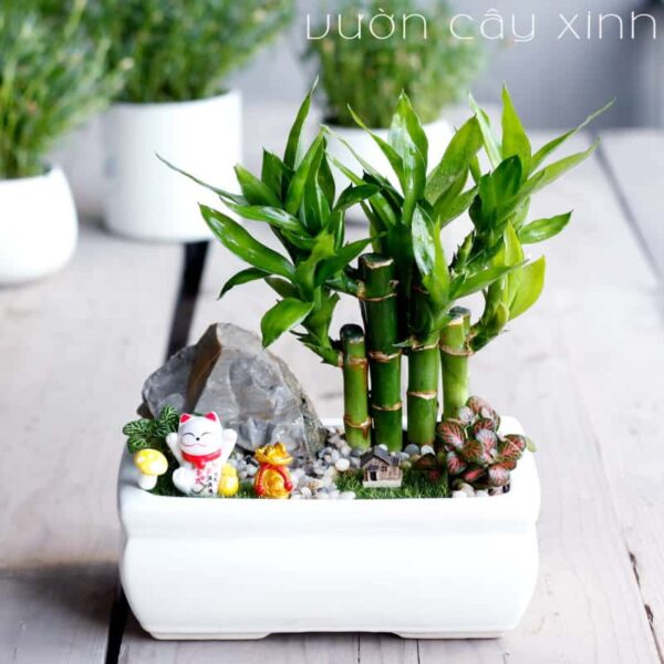 Cây trúc phú quý để bàn đẹp - Vườn cây xinh