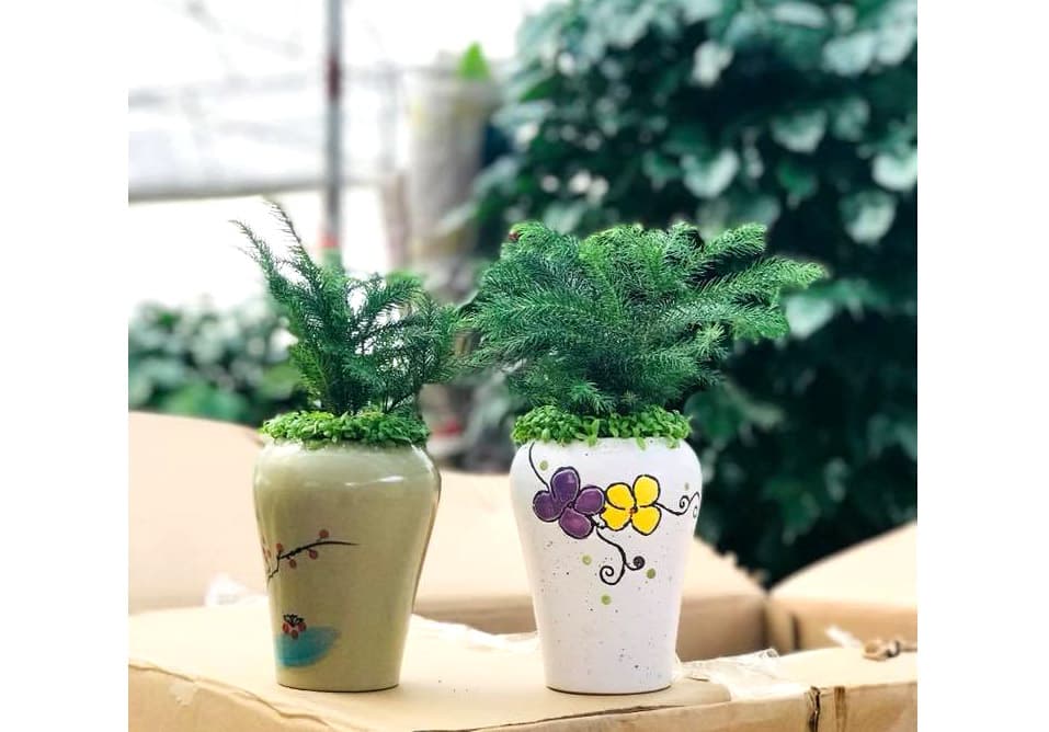 Cây tùng bách tán để bàn - Vườn cây xinh