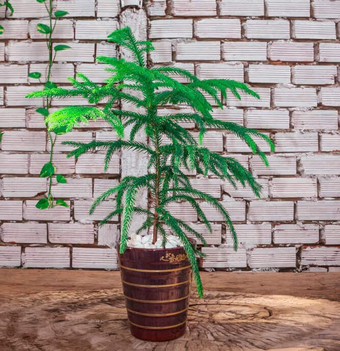 Cây tùng bách tán để bàn - Vườn cây xinh