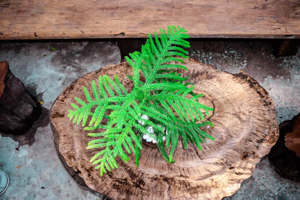 Cây tùng bách tán để bàn - Vườn cây xinh