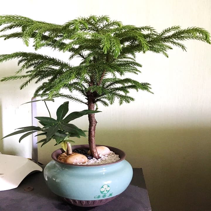 Cây tùng bách tán để bàn - Vườn cây xinh