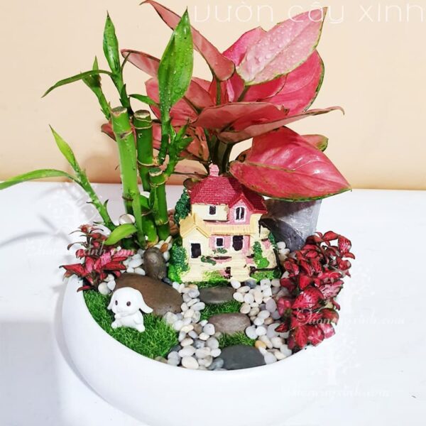 Cây Vạn Lộc Để Bàn | Cây Phong Thủy | Vườn Cây Xinh