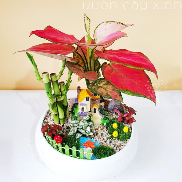 Cây Vạn Lộc Để Bàn | Cây Phong Thủy | Vườn Cây Xinh