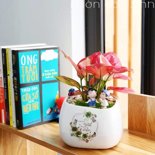 Cây vạn lộc đỏ mini để bàn | Quà tặng người yêu