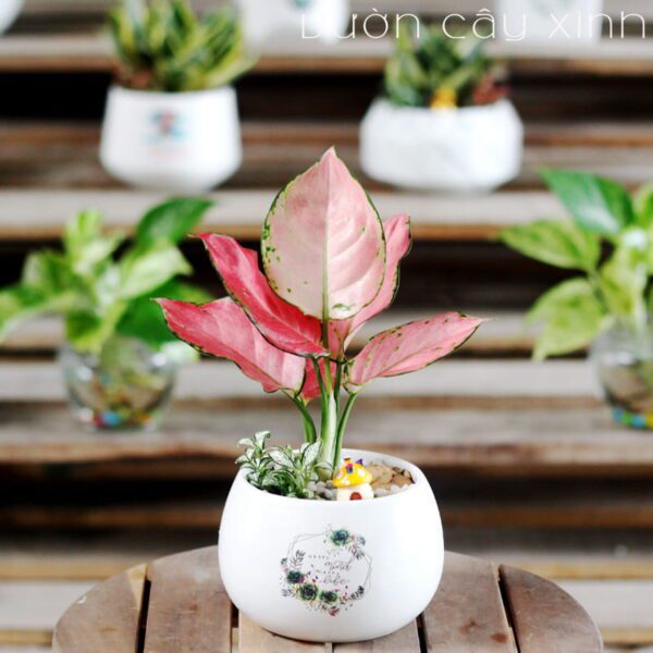 Cây Vạn Lộc Đỏ Để Bàn | Cây Phong Thủy | Vườn Cây Xinh