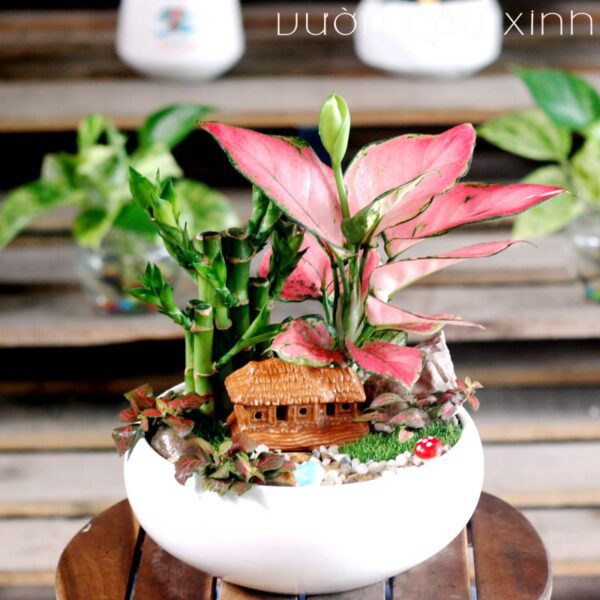 Cây Vạn Lộc Đỏ Để Bàn | Cây Phong Thủy | Vườn Cây Xinh