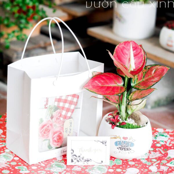 Cây Vạn Lộc Để Bàn | Cây Phong Thủy | Quà tặng cây cảnh