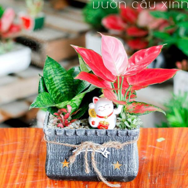 Cây Vạn Lộc Để Bàn | Cây Phong Thủy | Quà tặng cây cảnh