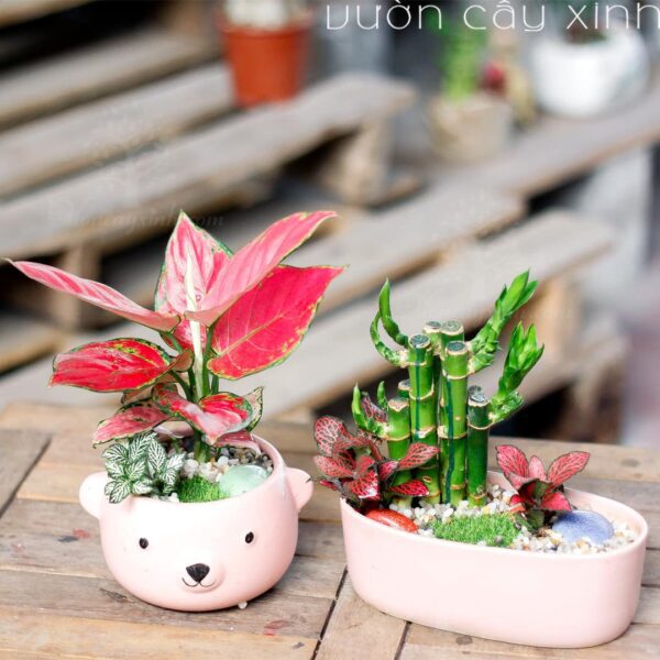 Cây Vạn Lộc mini Để Bàn | Cây Phong Thủy | Quà tặng cây cảnh