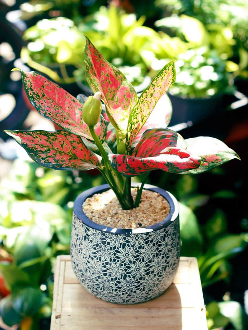 Cây vạn lộc để bàn mini - Vườn xây xinh