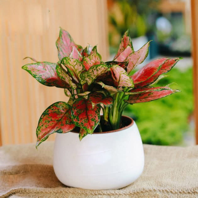 Cây vạn lộc mini để bàn - Vườn cây xinh