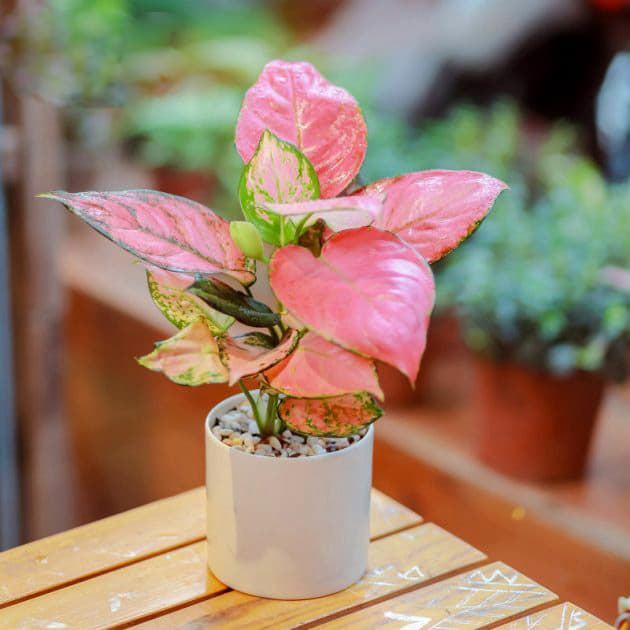 Cây vạn lộc đỏ mini để bàn - Vườn cây xinh