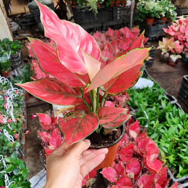 Cây vạn lộc đỏ mini để bàn - Vườn cây xinh