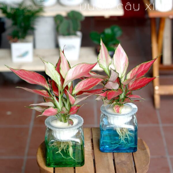 Cây Vạn Lộc Thủy Sinh Để Bàn | Cây Phong Thủy | Vườn Cây Xinh
