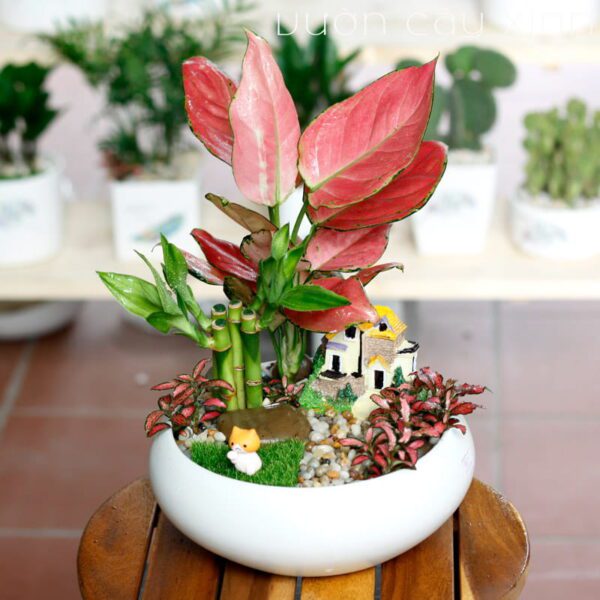 Cây Vạn Lộc Để Bàn | Cây Phong Thủy | Vườn Cây Xinh