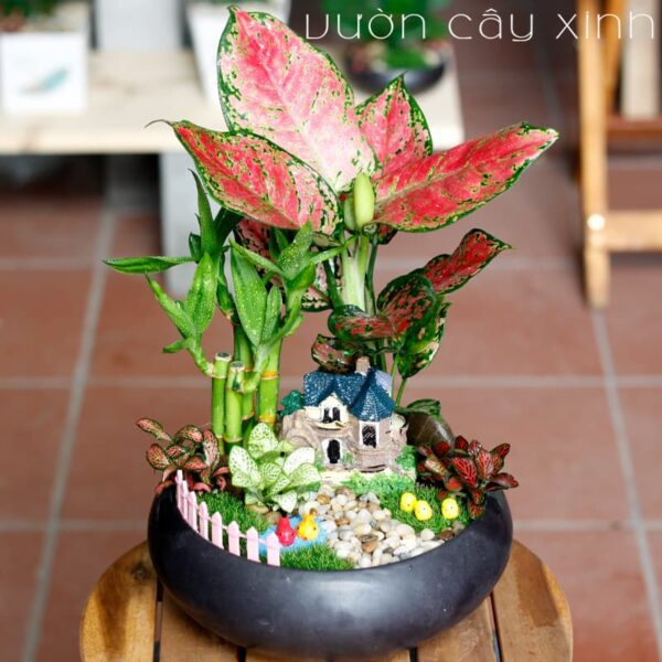 Cây Vạn Lộc Để Bàn | Cây Phong Thủy | Vườn Cây Xinh