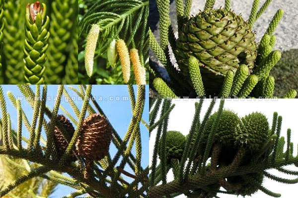 Cây tùng bách tán để bàn - Vườn cây xinh