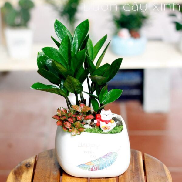 Cây kim tiền để bàn làm việc - Vườn cây xinh