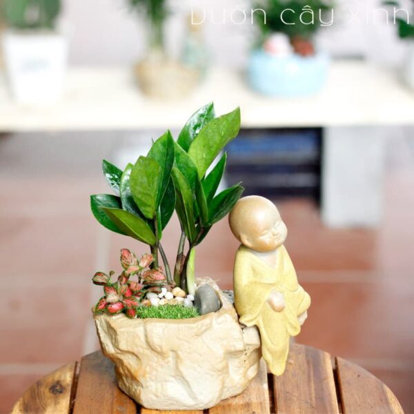 Cây kim tiền để bàn làm việc - Vườn cây xinh