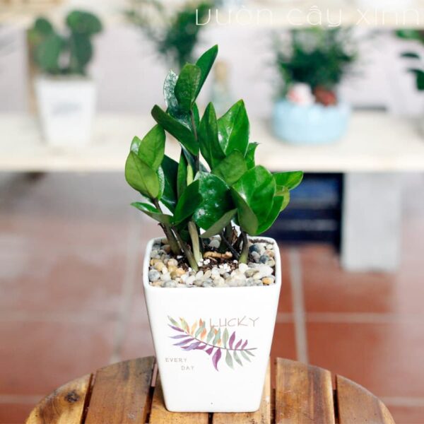 Cây kim tiền để bàn làm việc - Vườn cây xinh