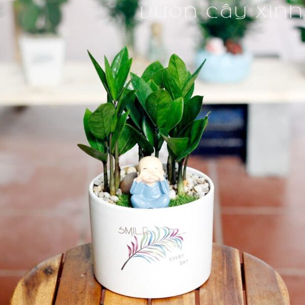 Cây kim tiền để bàn làm việc - Vườn cây xinh