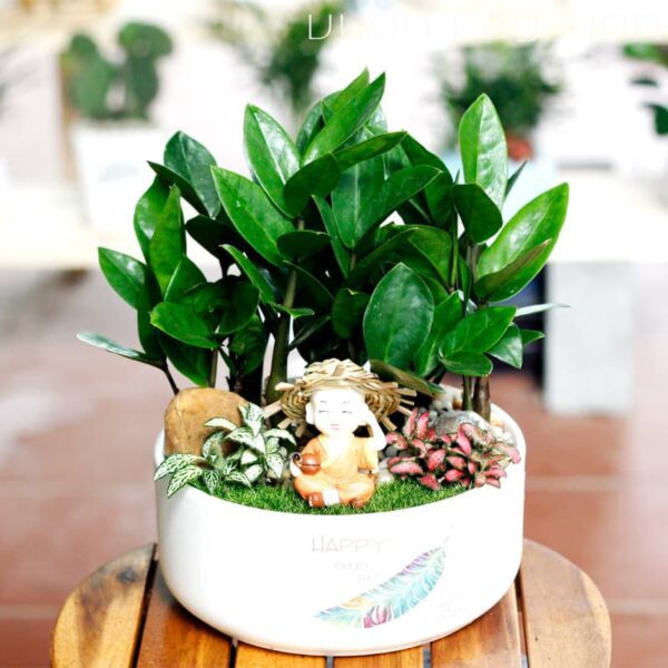 Cây kim tiền để bàn làm việc - Vườn cây xinh