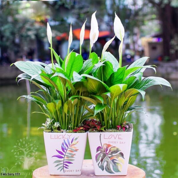 Cây lan ý để bàn làm việc | Hình ảnh hoa lan ý | Vườn cây xinh