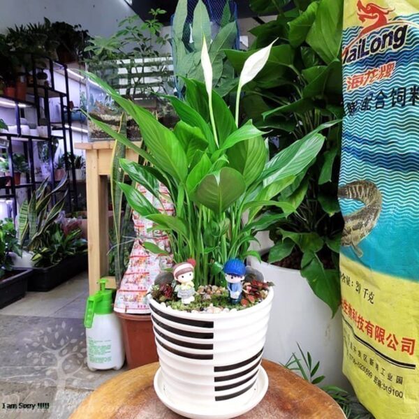 Cây lan ý để bàn làm việc - Vườn cây xinh