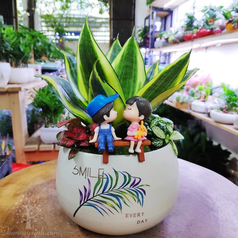 Cây lưỡi hổ để bàn - Vườn cây xinh