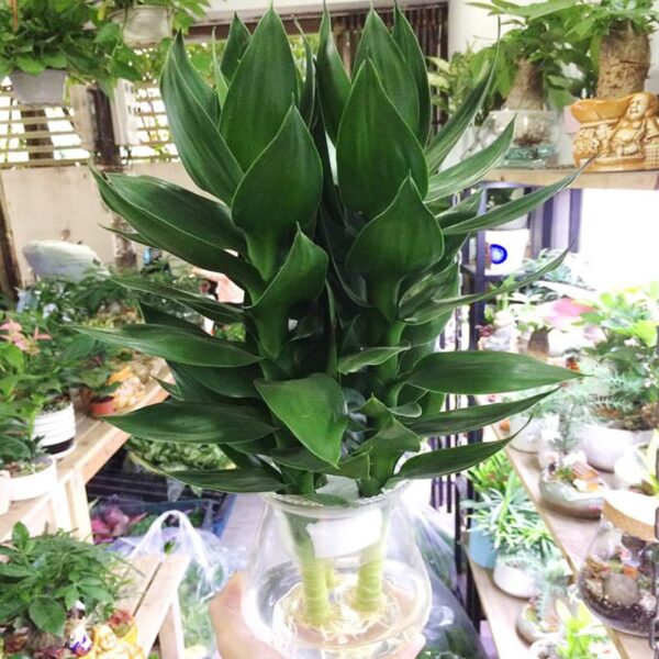 Cây phát lộc thủy sinh để bàn - Vườn cây xinh