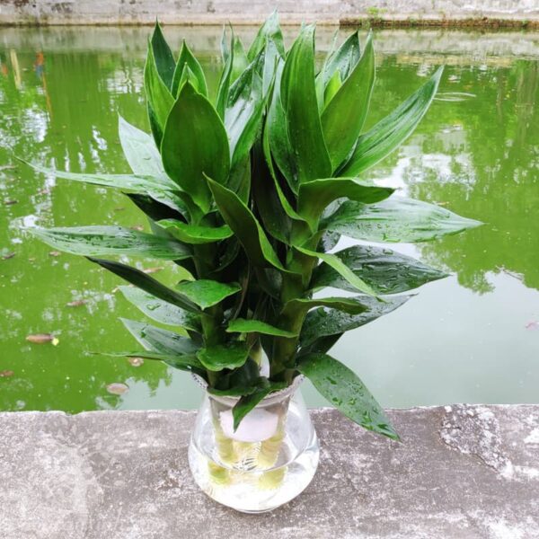 Cây phát lộc thủy sinh để bàn - Vườn cây xinh