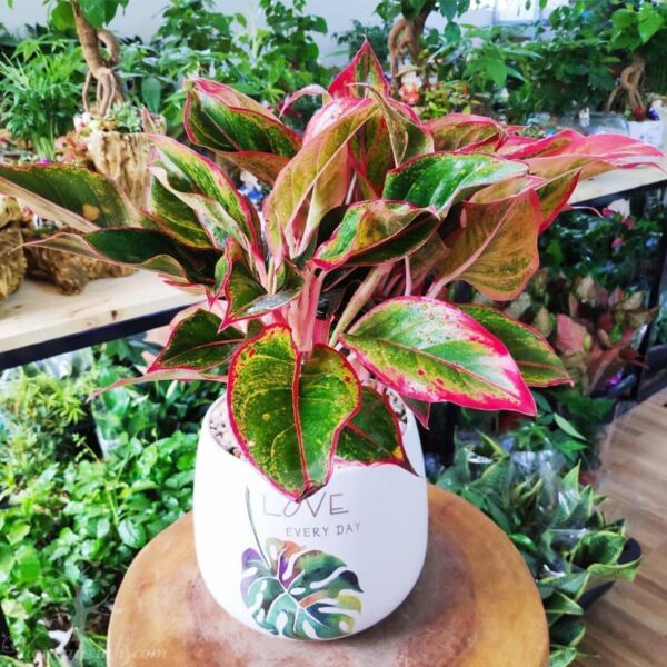 Cây phú quý đỏ để bàn | Phú quý lá đỏ - Vườn cây xinh