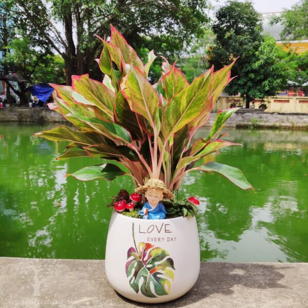 Cây phú quý đỏ để bàn | Phú quý lá đỏ - Vườn cây xinh