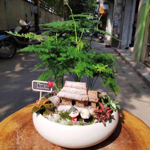 Cây thủy tùng để bàn làm việc giá rẻ - Vườn cây xinh