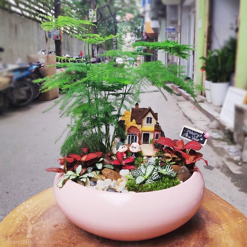 Cây thủy tùng để bàn làm việc giá rẻ - Vườn cây xinh