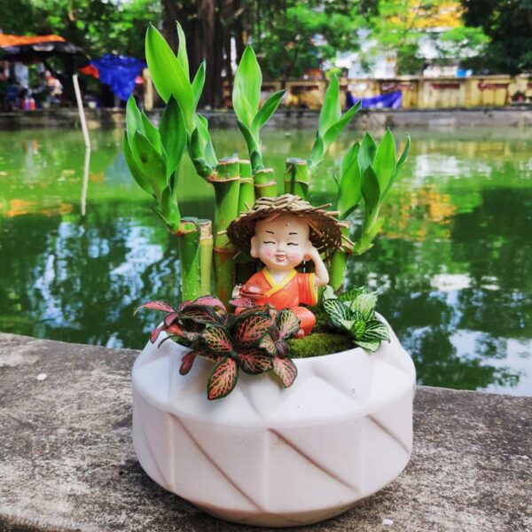 Cây trúc phú quý để bàn đẹp - Vườn cây xinh