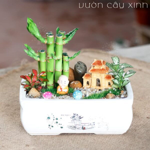 Cây trúc phú quý để bàn - Cây phong thủy | Vườn Cây Xinh