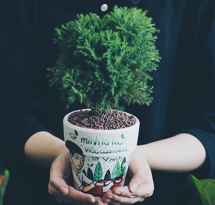 Cây tùng bồng lai để bàn - Vườn cây xinh