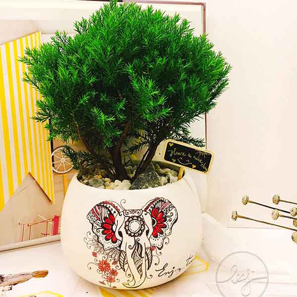 Cây tùng bồng lai để bàn - Vườn cây xinh