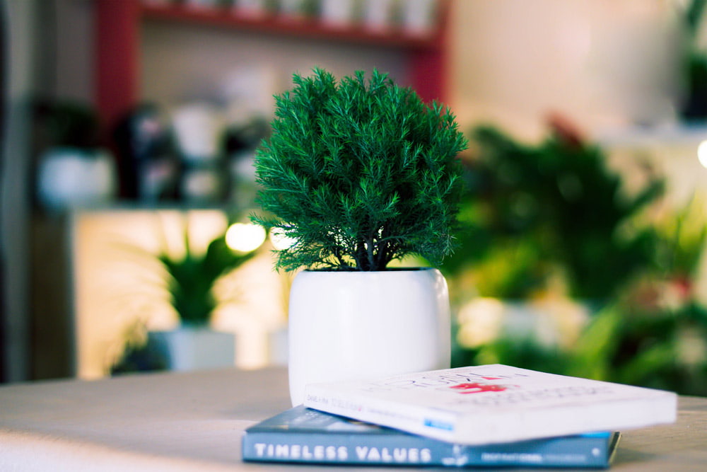 Cây tùng bồng lai để bàn - Vườn cây xinh