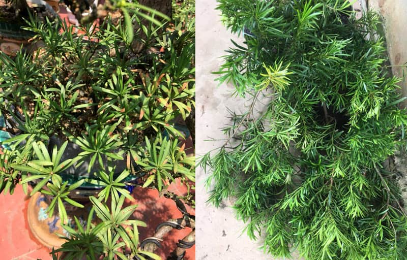 Tùng la hán bị khô ngọn - Vườn cây xinh