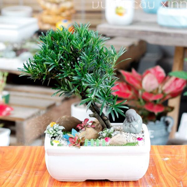 Tùng la hán mini để bàn | Tùng la hán bonsai - Vườn cây xinh
