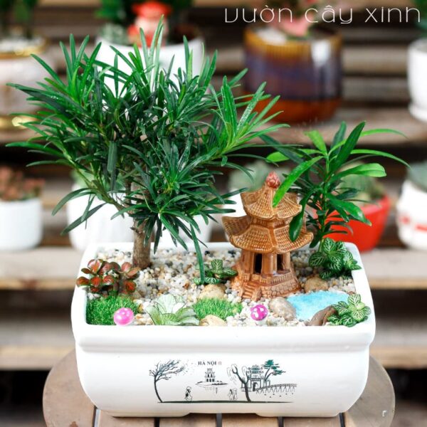 Tùng la hán để bàn | Tùng la hán bonsai - Vườn cây xinh