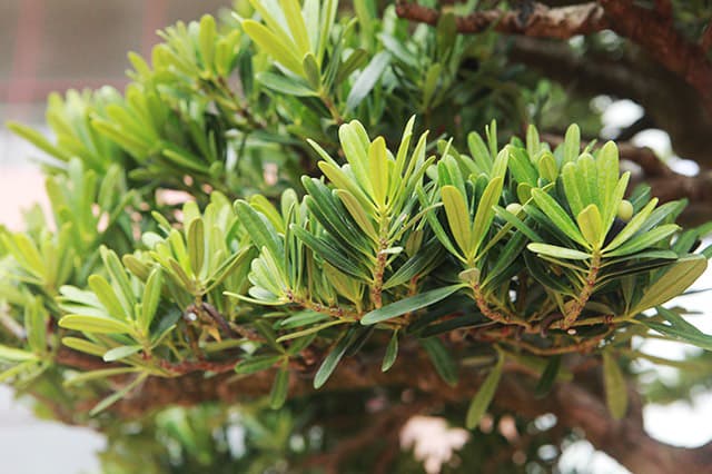 Tùng la hán mini để bàn - Vườn cây xinh