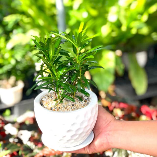 Tùng la hán để bàn - Vườn cây xinh