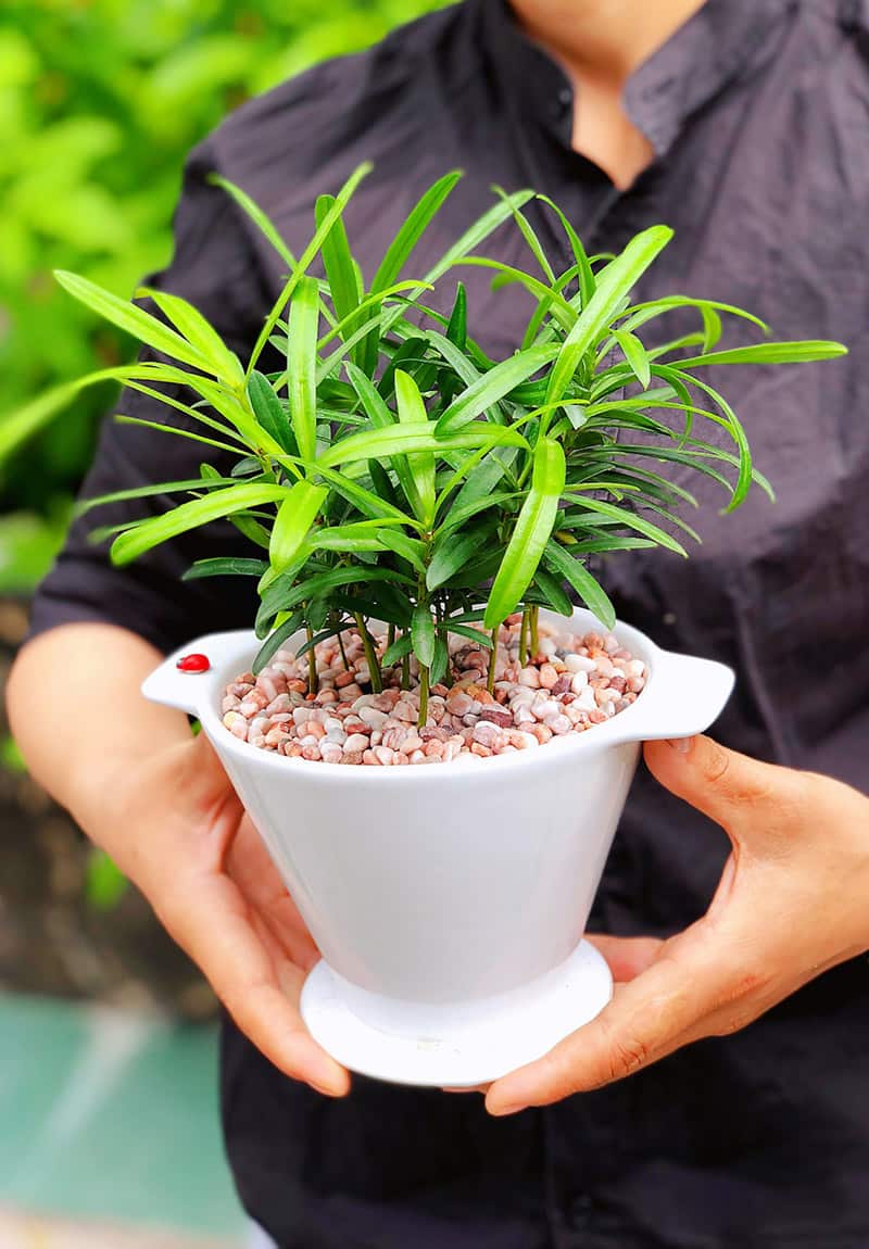 Tùng la hán để bàn - Vườn cây xinh